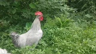 Rooster crowing slow mo