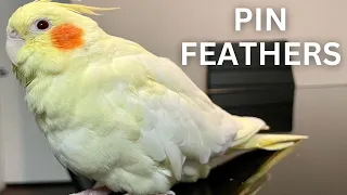 Helping My Bird With Pin Feathers