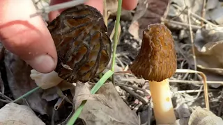 Real Morel vs False Morel Identification #shorts