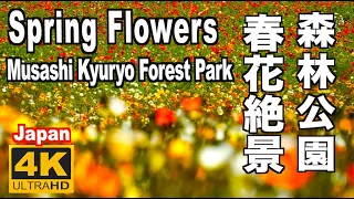 🇯🇵4K 森林公園の花絶景 Spring flowers in Musashi Kyuryo Forest Park 2023 武蔵丘陵 埼玉 花の名所 ポピー ネモフィラ ルピナス 春花 Japan