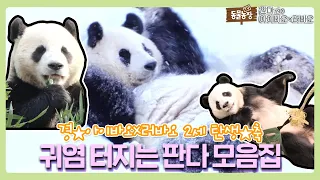 국내 최초 판다 2세 탄생 기념!! 귀여움 과다 섭취 ‘아이바오×러바오’ 영상 모음💖 I TV동물농장 (Animal Farm) | SBS Story