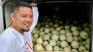 Kumita ng Malaki sa Pakwan, Melon, Honeydew: Alamin ang Tamang Tinor sa Prutas