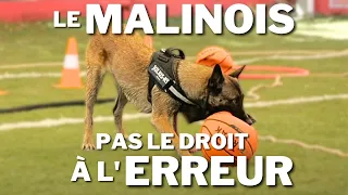 Le MALINOIS, un chien qui ne laisse pas le droit à l'erreur !