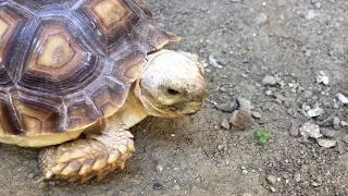 Tortoise Squeaking