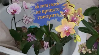 Ужас орхомана! Об этом НЕ принято ГОВОРИТЬ, как достали эти ПАРАЗИТЫ, БЕДНЫЕ ОРХИДЕИ😱