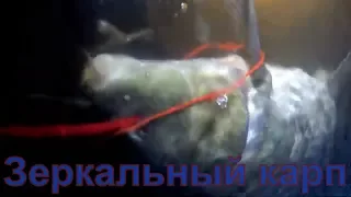 Подводная охота на сазана в мутном пруду. Зеркальный карп . Подводная охота в Башкирии.