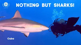 Nothing  But  SHARKS  for 11 Minutes