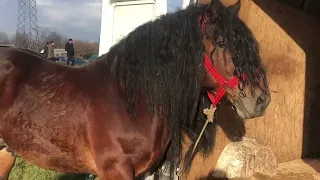 Коні Ваговози.Супер проба Коня.Базар в Сиготі.Гарні коні.Cai din Romania.Beautiful Horses🐴🐴🐴