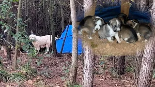 Frightened mother dog that stays away from us moved her puppies into the tent we built in the woods.