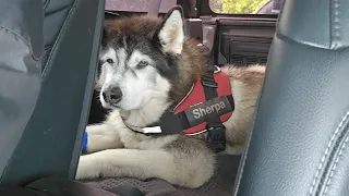 Taking My Husky To The Vets, He Tries His Hardest To Ignore Me!