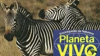 Planeta Vivo - O Grande Karoo