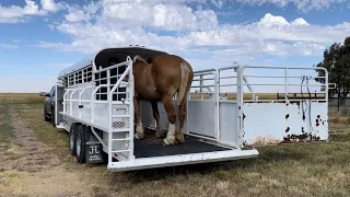 Belgian Draft Horse rescued from almost shipping to slaughter from aWisconsin kill pen arrives in TX