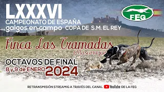 Segunda Jornada. Mejores momentos de los Octavos de Final " LXXXVI CTO DE ESPAÑA DE GALGOS EN CAMPO"