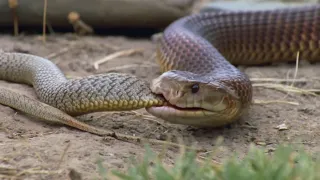 Mulga — ruthless snake slayer! Huge and incredibly dangerous.