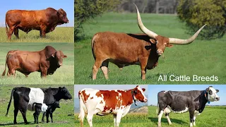 All Cattle Breeds / all 450 types of cattle / cattle breeds