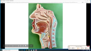 Oral Cavity and Pharynx