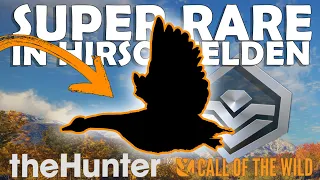 DID I JUST SHOOT a SUPER RARE?!?! - Call of the Wild in Hirschfelden