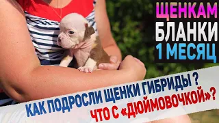 Щенкам Бланки 1 месяц. Что с "Дюймовочкой" ?