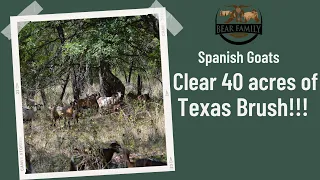 Spanish Goats Hammer 40 Acres of Thick Texas Brush
