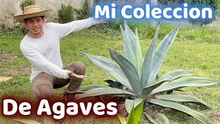 Mi Pequeña Coleccion De AGAVES - Tu Jardinero El Citadino