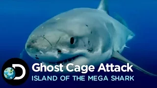 Great White Attacks Ghost Cage | Island of the Mega Shark