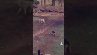 Wolf -vs- Dog