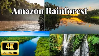 Amazon Rainforest..#doyouknow #travel #naturelovers #amazonrainforest #amazon
