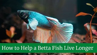 How to Help a Betta Fish Live Longer || How to make a betta fish live longer