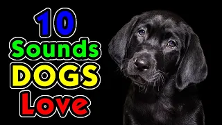 10 Sounds Dogs Love & Like To Hear the Most