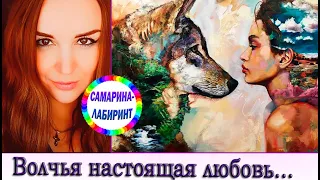 /Волчья настоящая любовь.../ Ирина Самарина-Лабиринт