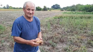 Продолжение уборки картофеля. Дед Иван и его помощник мини трактор Витязь.