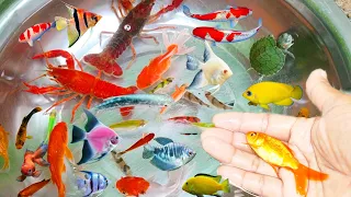 Find Colorful Ornamental fish, Goldfish betta fish, Catfish, lobster, koi fish, animals Videos