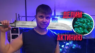 Деление Актинии | Морской аквариум