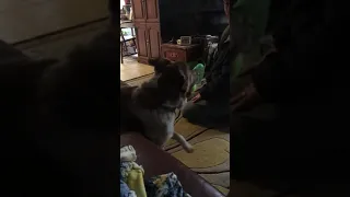 Dog Excited to Play Fetch with Owner - 1097996