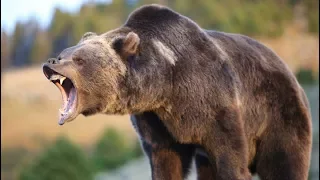 Hybrid Bears | Amazing New Evidence | Full Length Documentary HD