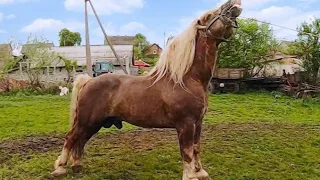 ЖЕРЕБЕЦЬ ГУЛЬПАН/КОНІ ВАГОВОЗИ/ КОНІ В УКРАЇНІ/ BEAUTIFUL WHITE-MANED STALLION 🔥 🔥