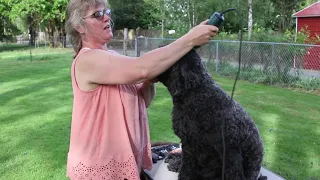 Portuguese Water Dog Gets A Retriever Cut