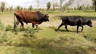 Summer Love Amazing Bull | Village Animals|