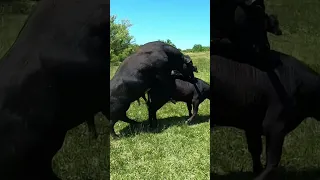 Turnout day for the bulls! #makingbabies #breedingseason #cattle #farm #farmlife #ranch #ranchlife