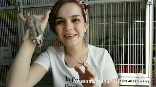 Bonding With Your Sugar Gliders