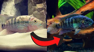 How to Make Your Cichlids Color Up