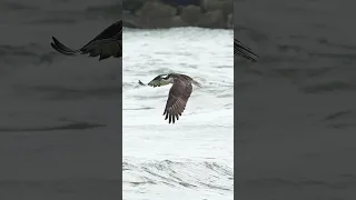 Osprey rises out of the water like a Phoenix clutching a beautiful lookdown fish in its talons.