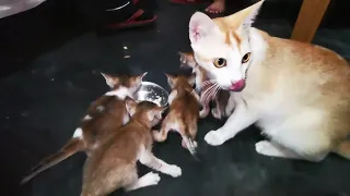 Rescue of young mama cat and her kittens