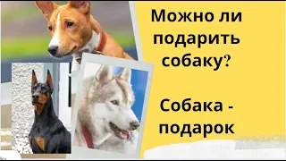 Собака подарок? как выбрать собаку на подарок? собака лучший подарок другу или нет?