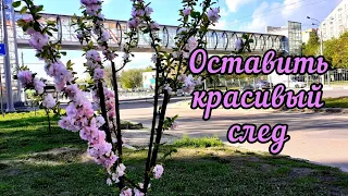 Харьков сегодня. Сакуры на Гагарина. 28.04.2023.