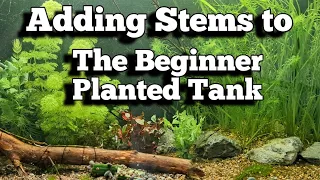 Adding Stems to the Beginners Planted Aquarium.