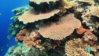 Grandes documentales -  El planeta bajo el agua  Arrecifes,