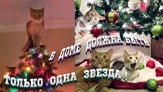 КОТ И ЕЛКА🌲/ Коты Роняют Елки🐈🌲 /Как защитить Елку от Кошек🐈Новый Год🌲 #ChristmasTree  #Funny#Cats