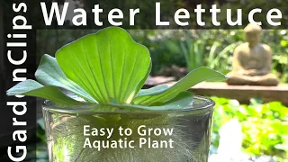 Water Lettuce - A Most Useful Aquatic Plant - How to grow Water Lettuce - Pistia stratiotes