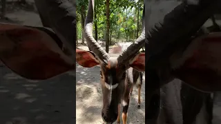 Wild Animal videos found in NayPyiTaw Myanmar Zoo